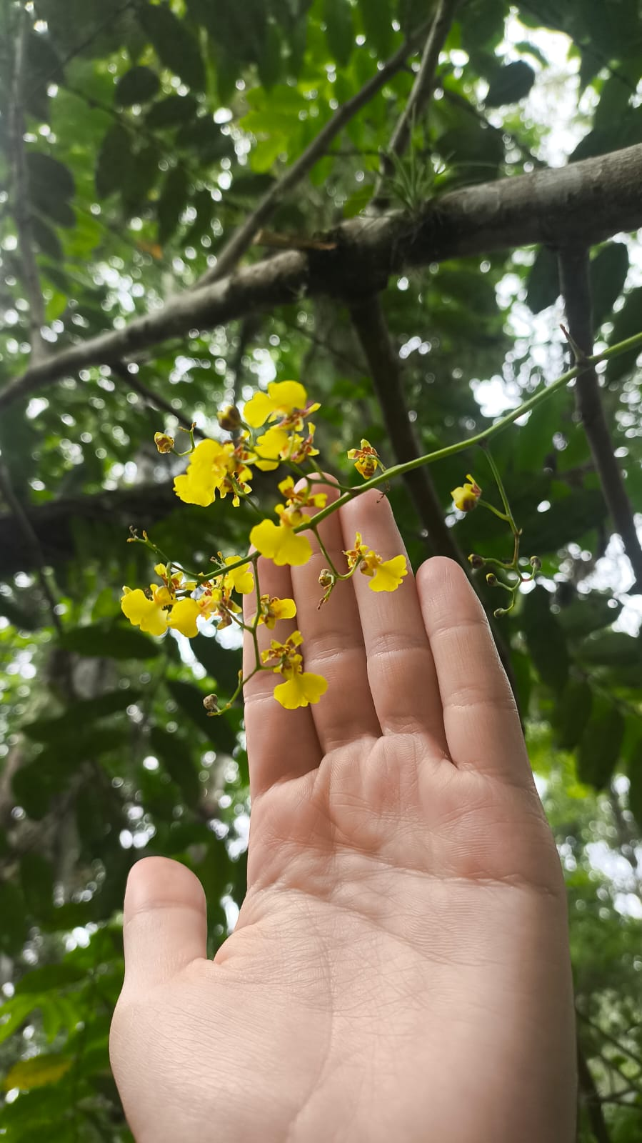 CHACARA COM FUNDOS PARA RIO ARARANGUÁ