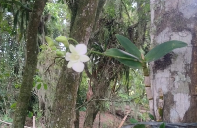 CHACARA COM FUNDOS PARA RIO ARARANGUÁ